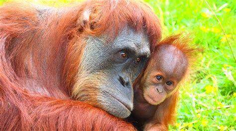 orangutan ne yer